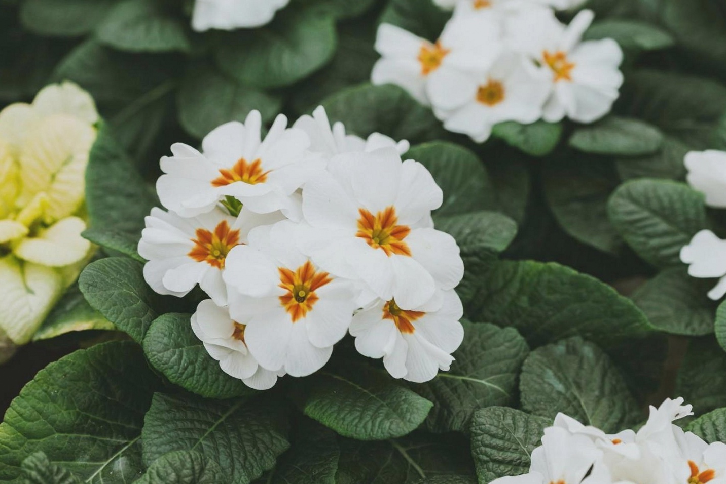 Le style anglais des jardins : asymétrie maîtrisée ou improvisation ?